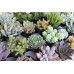 One 2.5" Succulent from The Succulent Source - Succulents for all occasions   